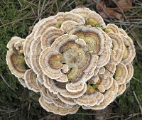 gewoon elfenbankje (trametus versicolor) 4993